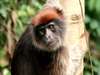 Kibale Forest Camp - monkey